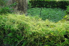 Cuscuta reflexa